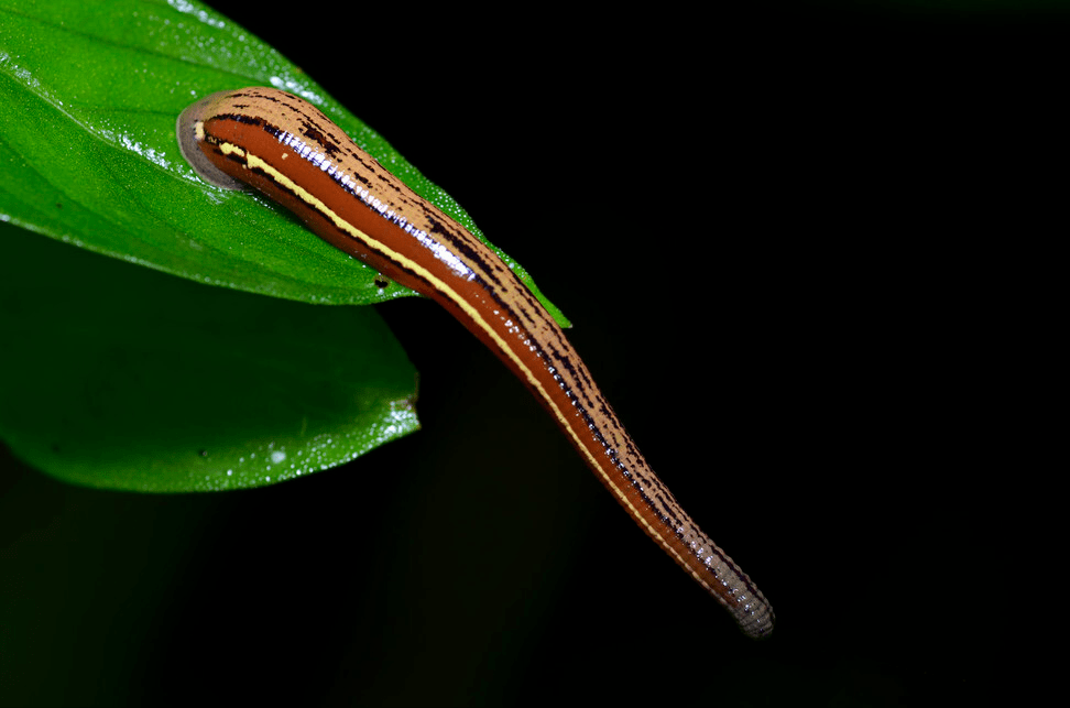 吸附|蚂蟥如果不小心被吃进胃里，它还会在人体内长期存活吗？看专家说