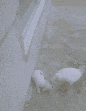 搞笑段子：和表哥一起走回家，路上遇到輛摩托車，載著兩個美女… 搞笑整蠱 第4张