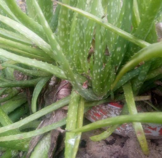 如何种植芦荟的方法 358668e4e51c49c8be791ee1de6a8202.jpeg