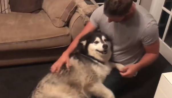 一百多斤的大狗 整天缠着主人要抱抱 自己多重心里没数 男子