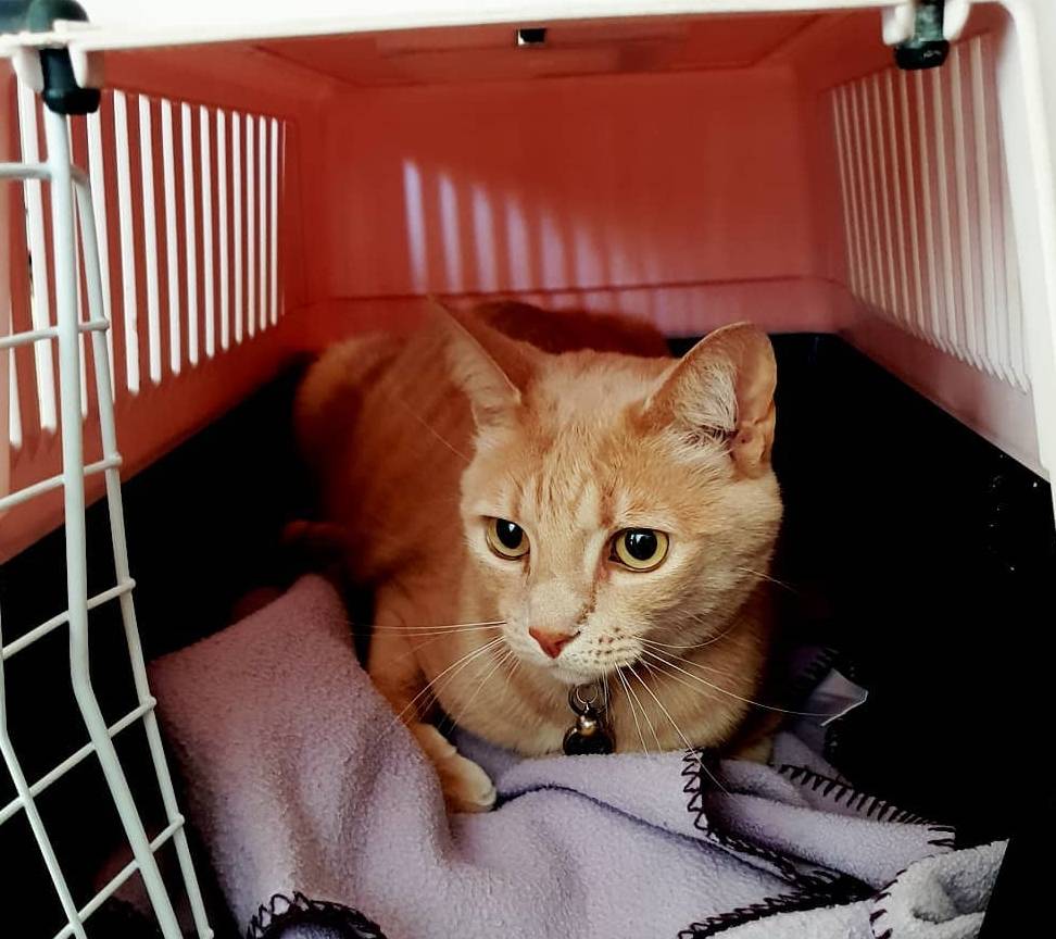 因为养猫一定要理性大于热情，因为未来十几年你都要面对这些麻烦事儿