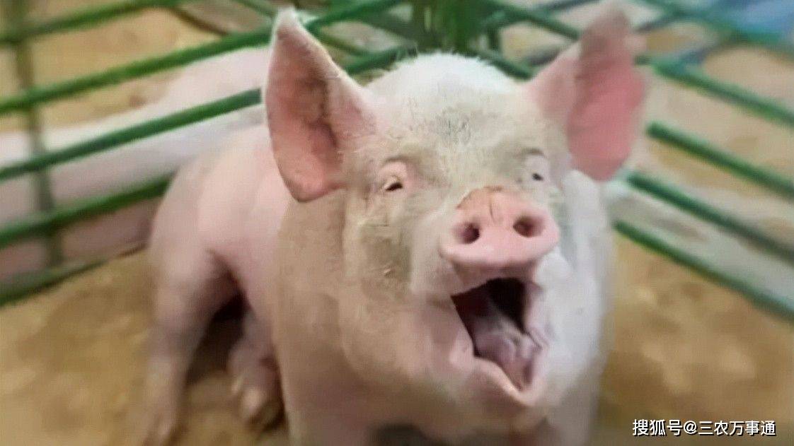 症状|警惕“秋老虎”！六种呼吸道疾病养猪人需要注意