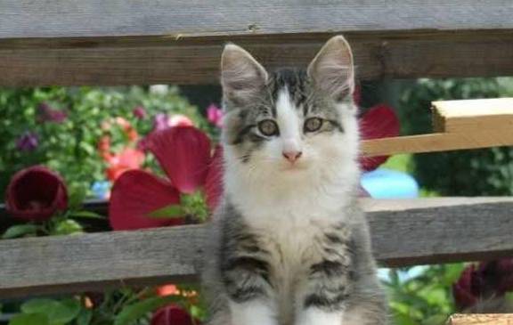 猫咪为什么狸花猫吃不胖呢？宠物猫却胖成狗，也许是没有注意这些细节