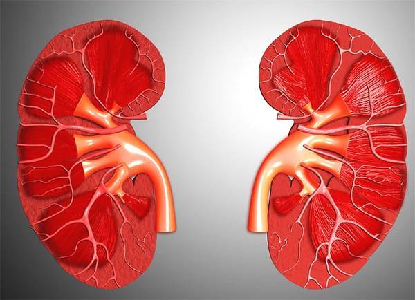 本金|为什么会肾虚?肾虚是怎么导致的?如何从根源治肾虚?