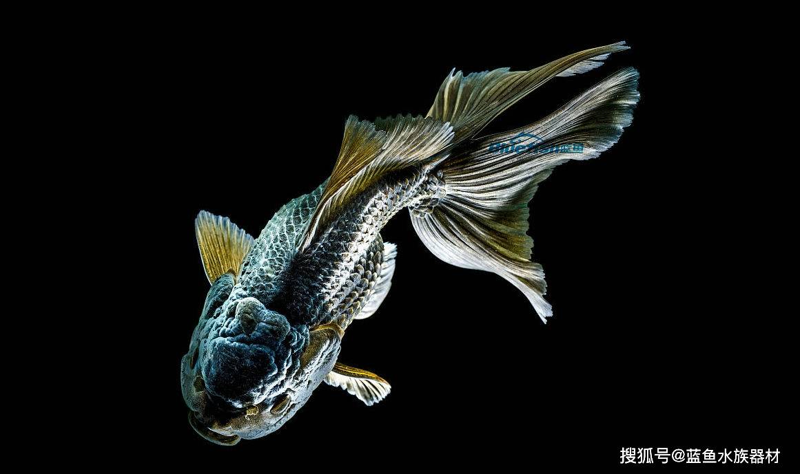 金鱼缸风水的6大宜忌