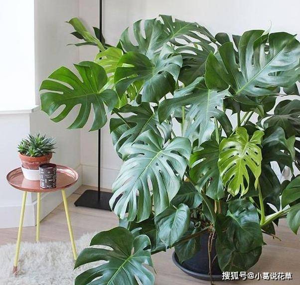 龟背竹怎么浇水浇多了 b0b75d103b3540af98e14ae74ddde9ad.jpeg