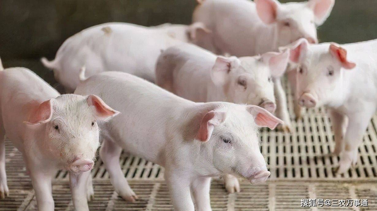 症状|警惕“秋老虎”！六种呼吸道疾病养猪人需要注意