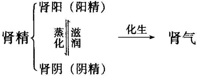 本金|为什么会肾虚?肾虚是怎么导致的?如何从根源治肾虚?