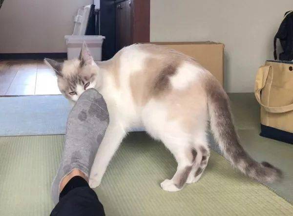 爱意如何判断猫咪对你的感情深不深？2个方面就能看出来