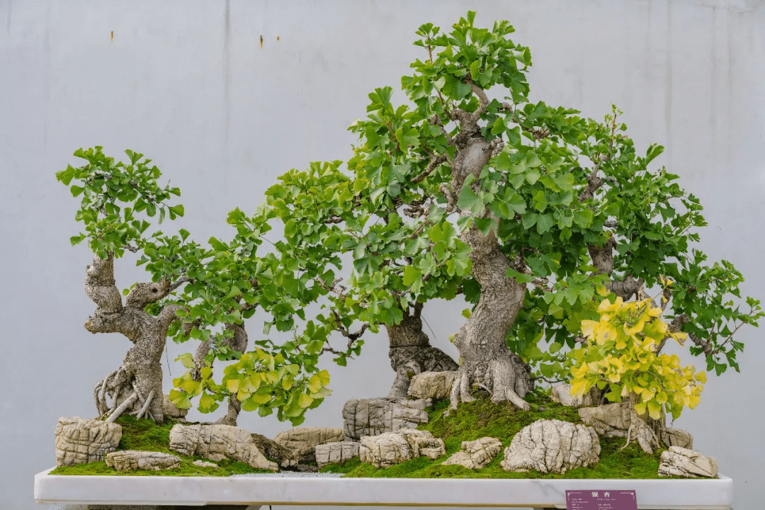 盆景|银杏小镇新增雅趣打卡地——盆景园