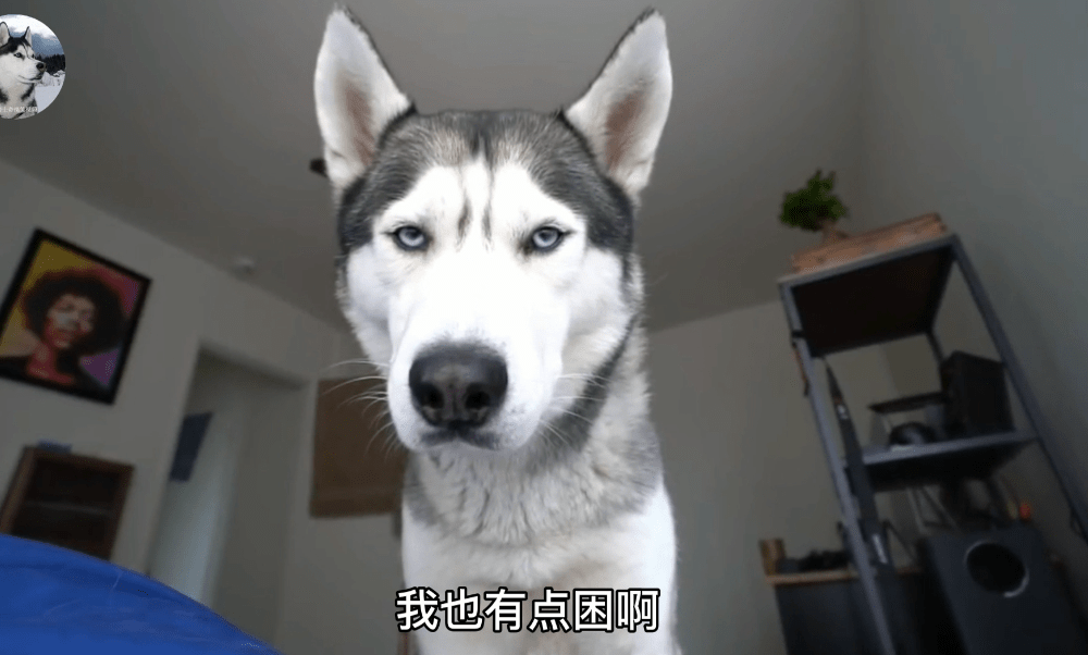 因为二哈从小都不拆家,但却喜欢“吓”主人,铲屎官也笑翻了