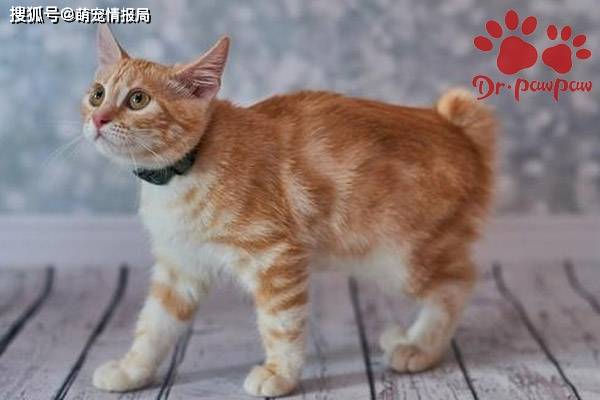 普安特：猫支原体感染会传染猫支原体感染怎么治疗？_猫咪- 全网搜