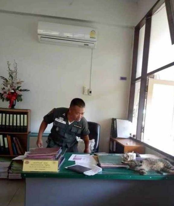 能力霸气猫主子明目张胆闯入警局，大喇喇躺办公桌睡觉，警官也很无奈