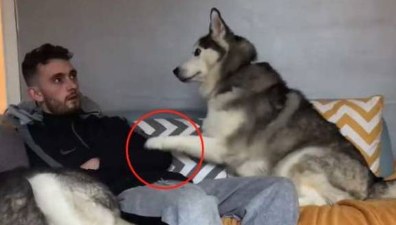 才会二哈长时间被冷落，看到小主人没在，它又开始装可怜了