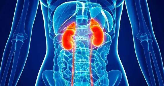 红细胞|判断肾功能好不好,注意这6大征兆!