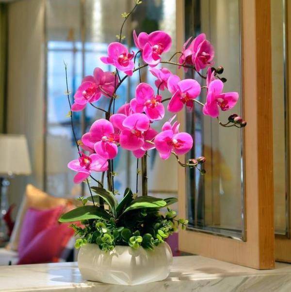 10月养蝴蝶兰 7天喷一次 促芽水 不断长新芽 花梗会更多 养护