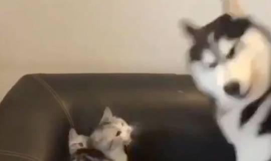 战斗力二哈打不过猫妈只好欺负小奶猫，结果被猫妈一巴掌打回原形