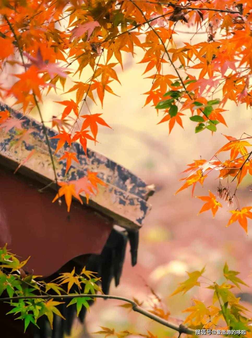 高铁直达盘点深秋10大赏枫地古道红叶浓缩了最绚烂的秋色