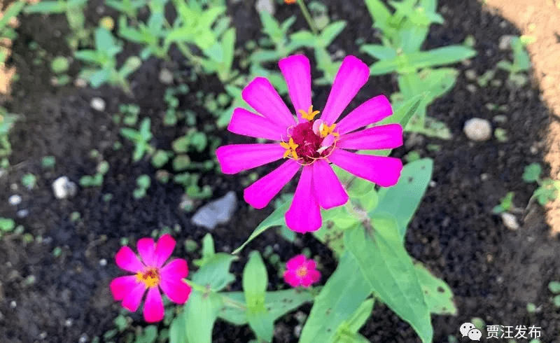 有趣的花海万里挑一 龙吟湖数百亩花海花开正艳 采煤 全网搜