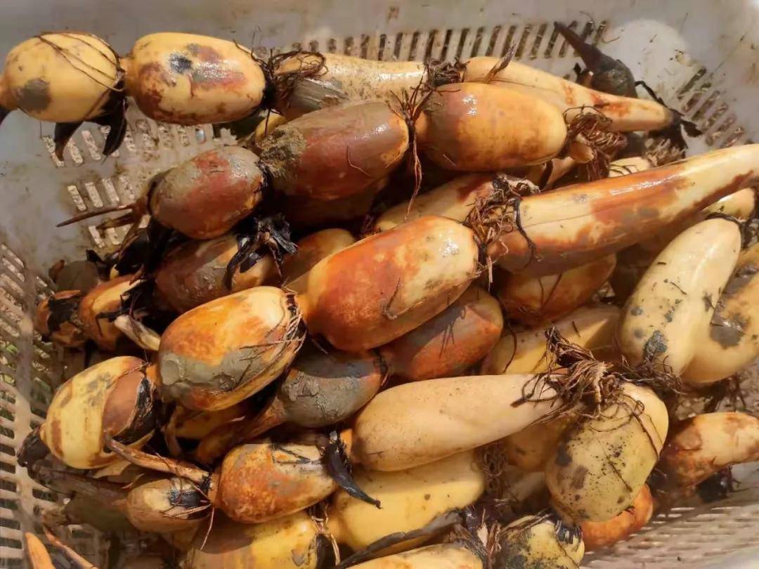 丰收的喜悦西胪莲藕正当时农户丰收乐开怀