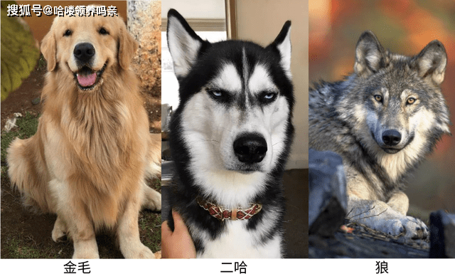 智商你家二哈不听话？哈士奇与狼的基因相似度99%，它总有自己的想法