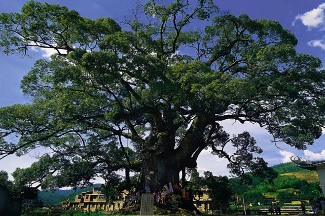 福建有一棵“奇特”的千年古树，树身中出现一佛像，引无数人参观