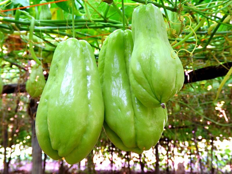 南方独有的5种蔬菜煲汤炒菜样样行北方人没见过也没吃过