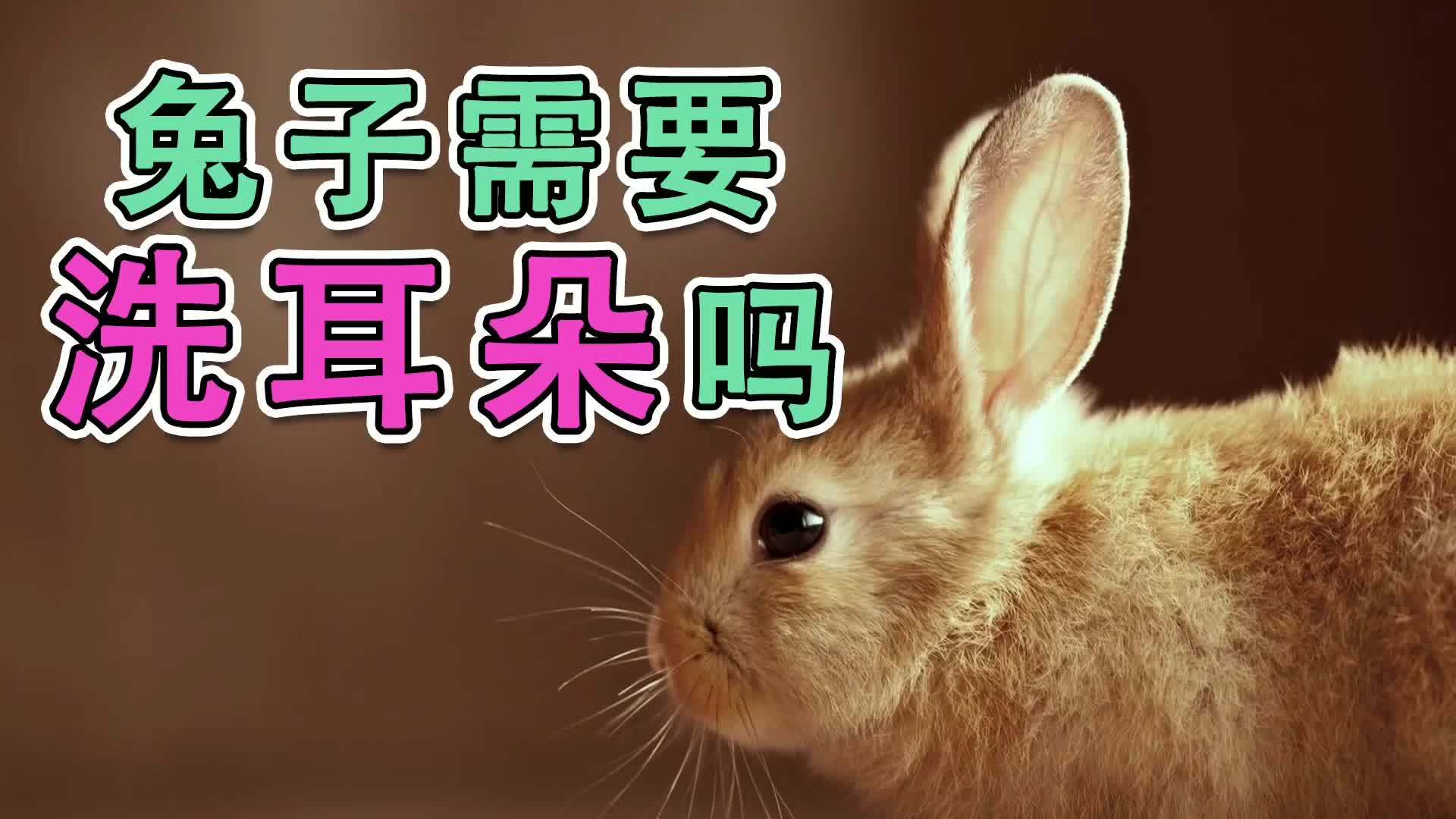 兔子需要洗耳朵吗