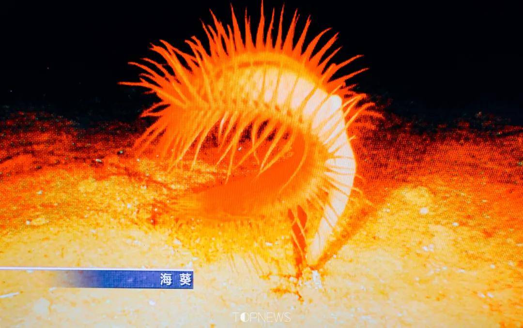 深藏BLUE！同济大学深海探索馆真的火了！