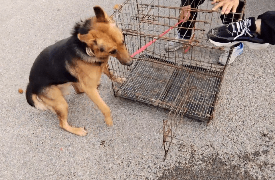 两个狗贩子拼命地要将狗狗拉进狗肉笼