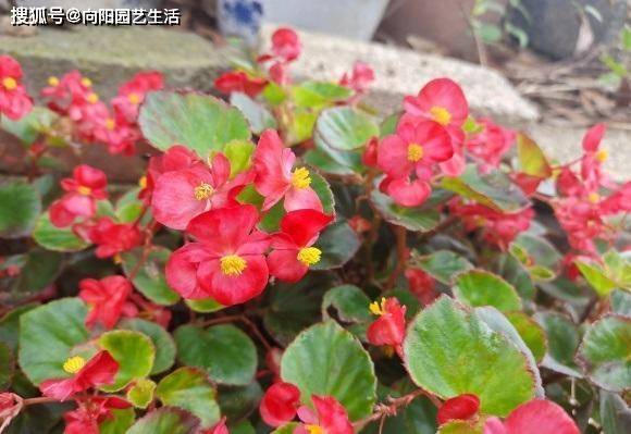 秋冬季节 可以养这5种花 放在阳台上 秋冬季节都是花期 开花