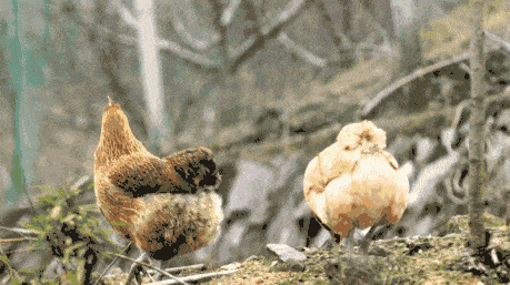 459_257gif 动态图 动图