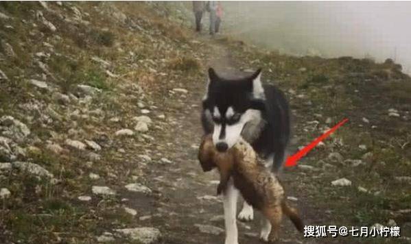 因为二哈在乡下走丢了，父亲找到时内心很激动：这种狗狗还有吗？