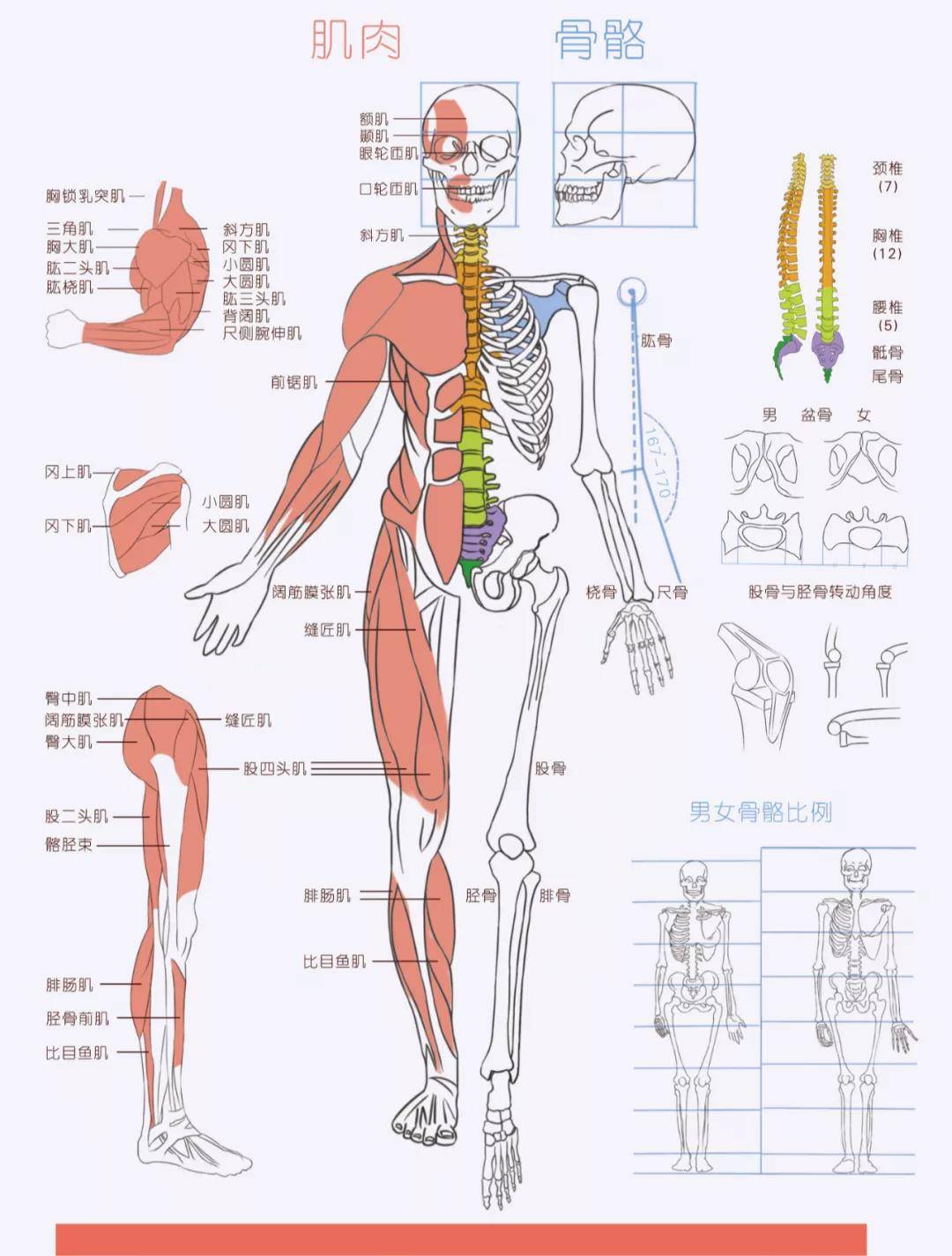 在人體的正常比例中,腰線與手肘部位是基本平齊的.