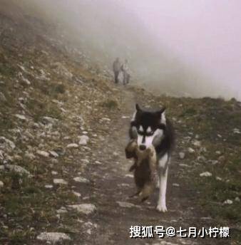 因为二哈在乡下走丢了，父亲找到时内心很激动：这种狗狗还有吗？