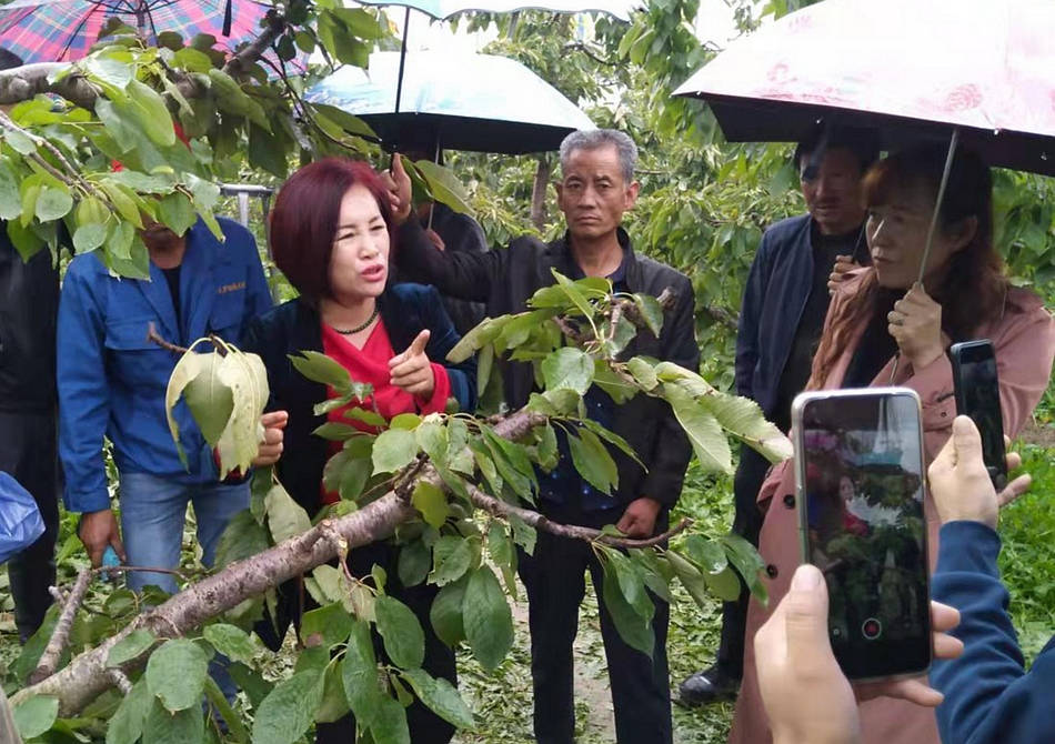 学校校长,大樱桃研究所所长曲春媛女士到协会管理的果园开展技术培训