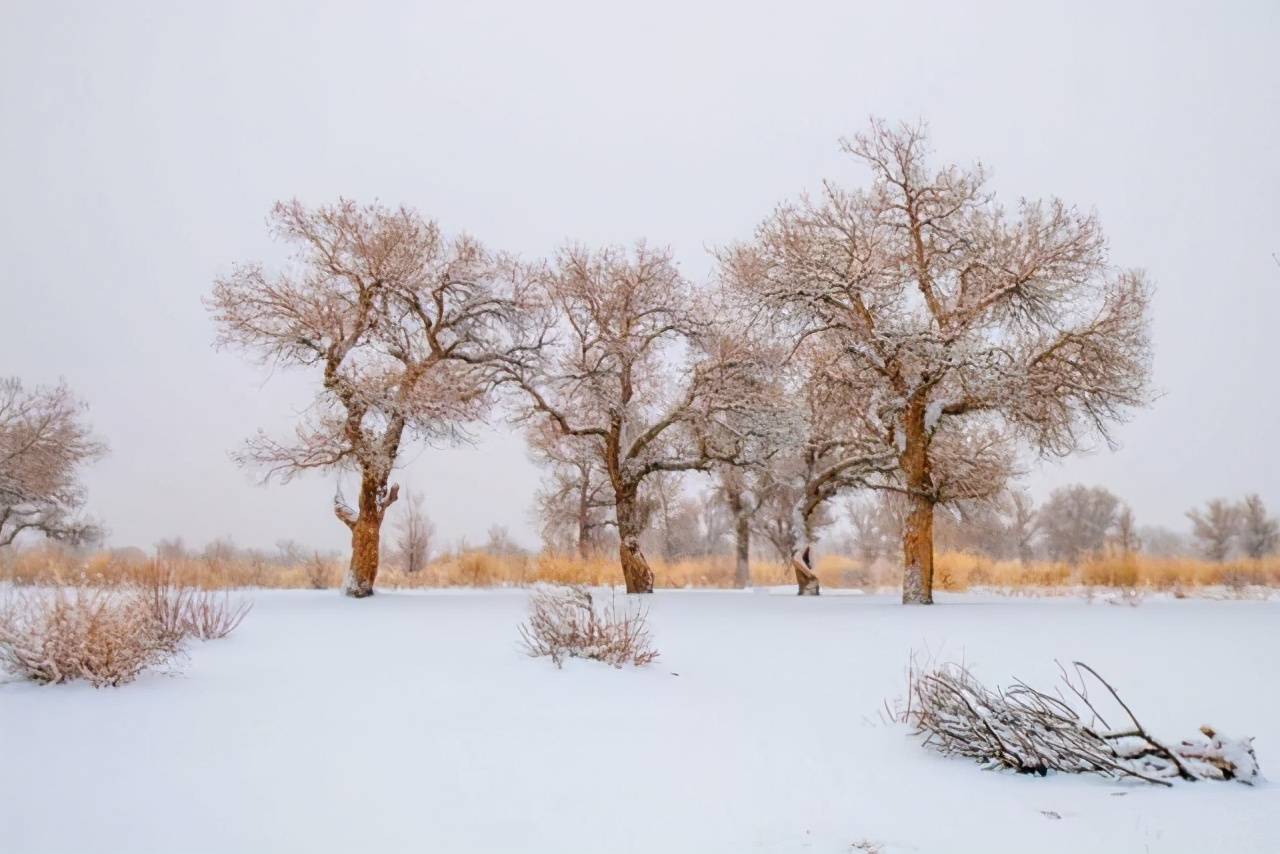 错过秋季胡杨林，可以冬天来新疆看胡杨林美景，白色世界最为惊艳