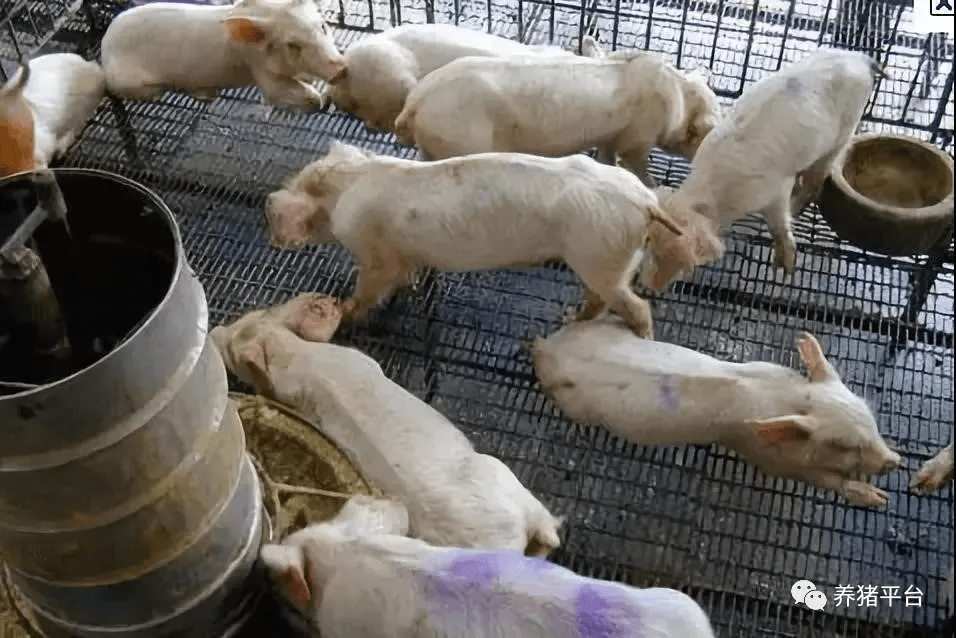 免疫力|猪场圆环、蓝耳怎么防控？幸福100-杜仲叶提取物来帮忙