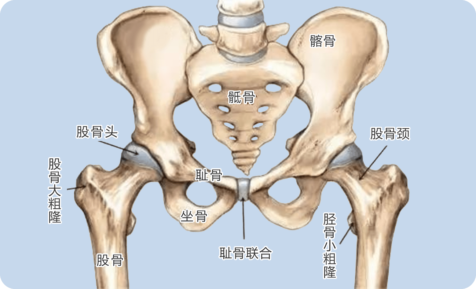 臀部解剖由于腿部肌肉张力高,脑瘫患者通常会增加髋关节脱位的风险.