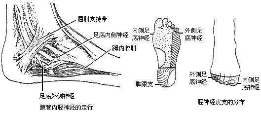 正中神经损伤的最佳恢复期 4dfb73be74b84a00936e3c252997676e.jpeg