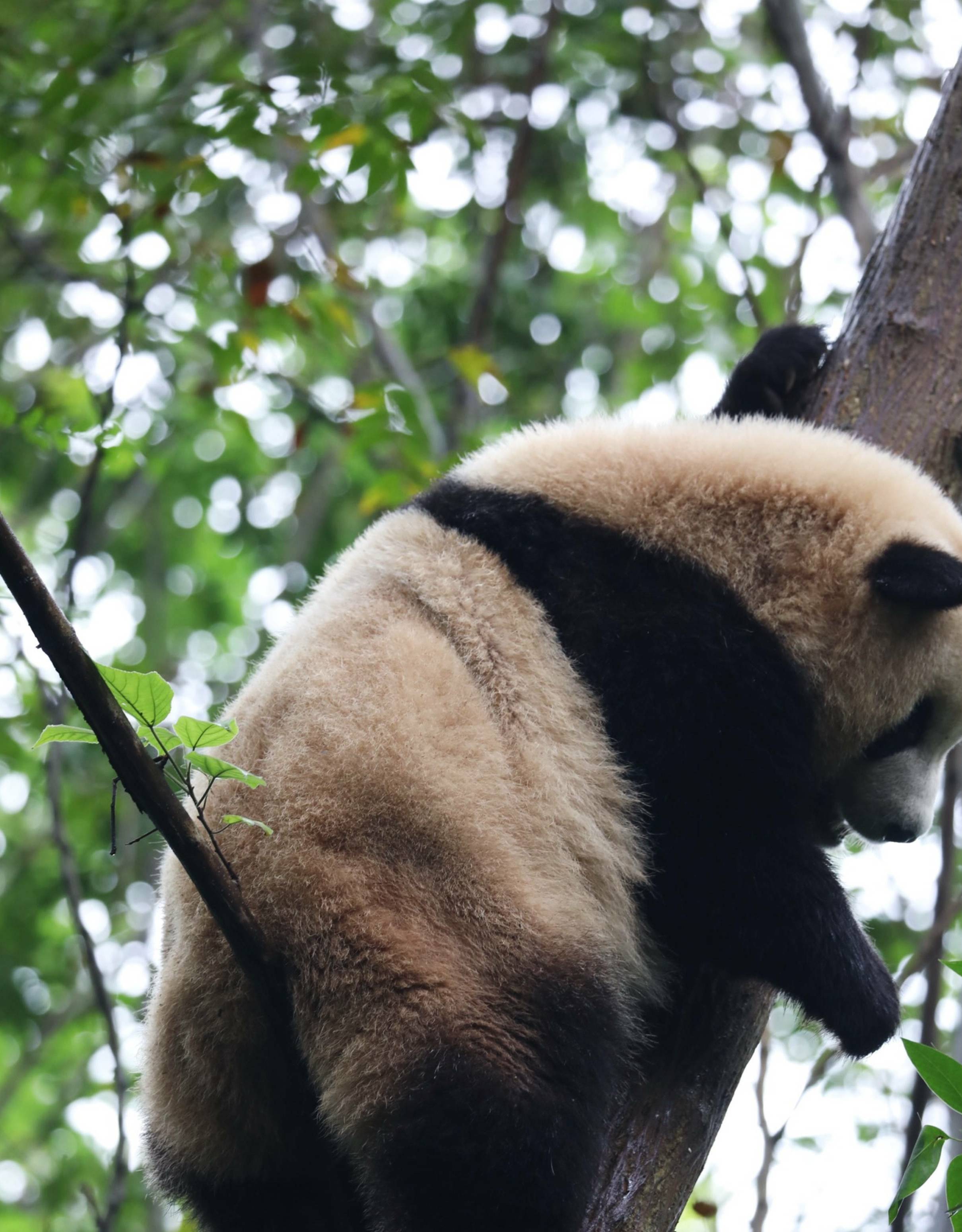 笑skr人,奶熊猫叉腿坐树杈屁屁不硌得慌 网友 为了显腿长拼了