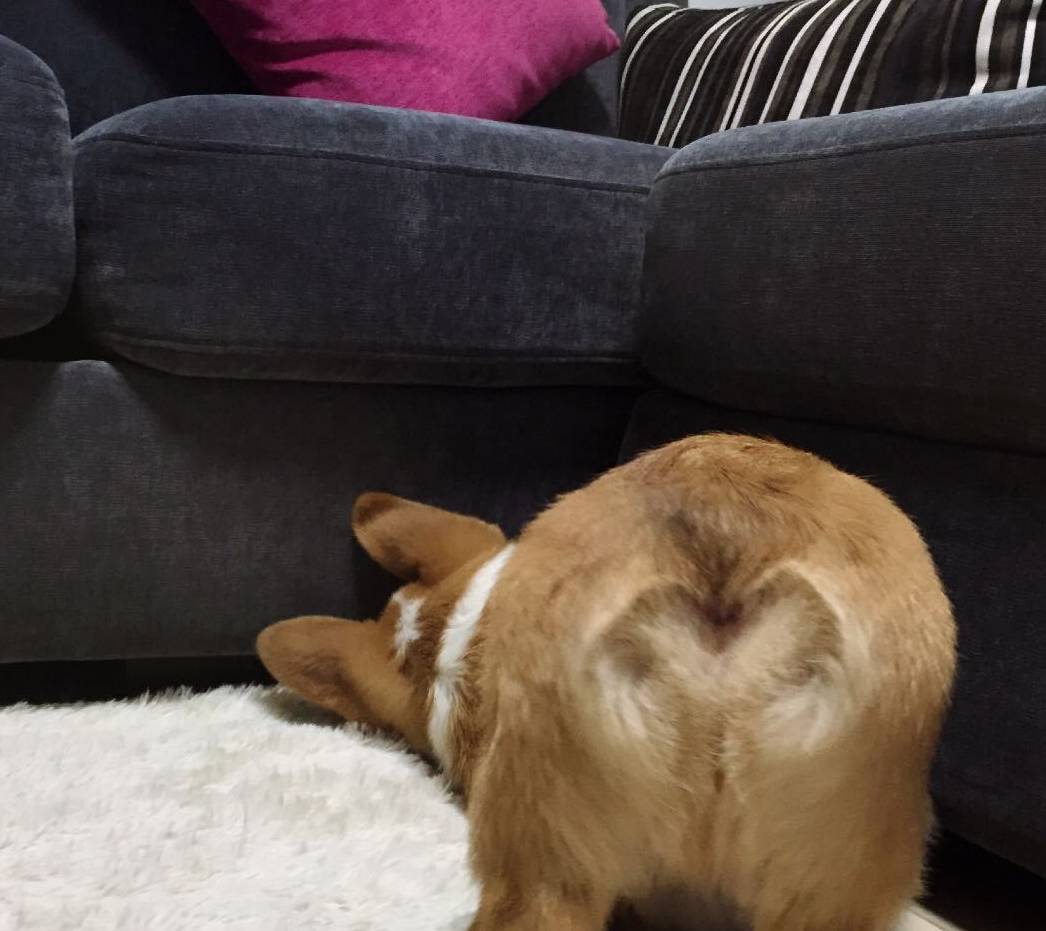 什么天生丽质难自弃，我腿最短我乐意，别碰我的小屁屁，爱咋地咋地