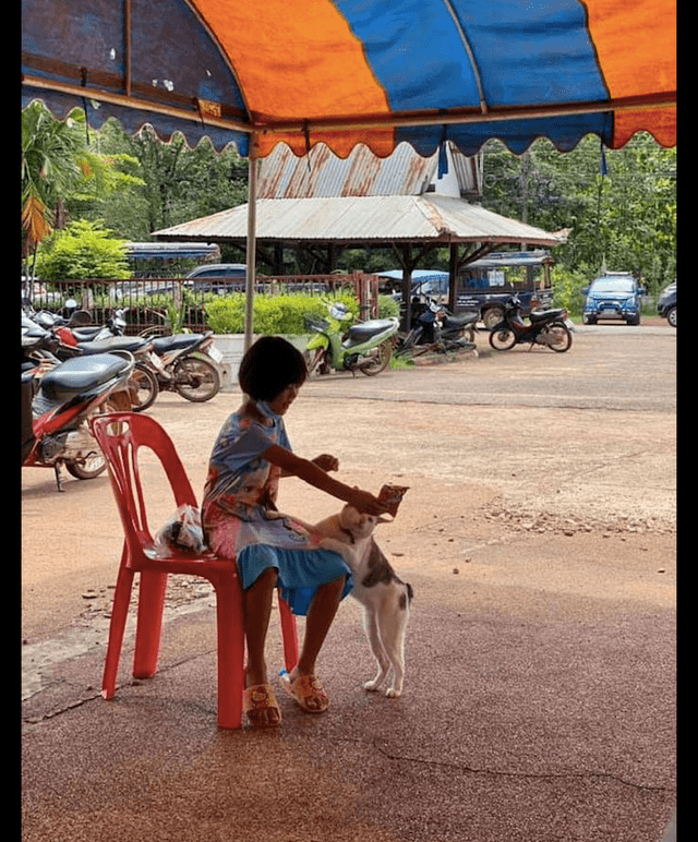 什么|猫咪看到小女孩手里拿着零食,它就不自觉地走了过来:你看着办吧