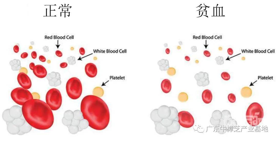 而鐵蛋白的正常值是10~200ng/ml,但是醫生建議在20~100ng/ml是最好的