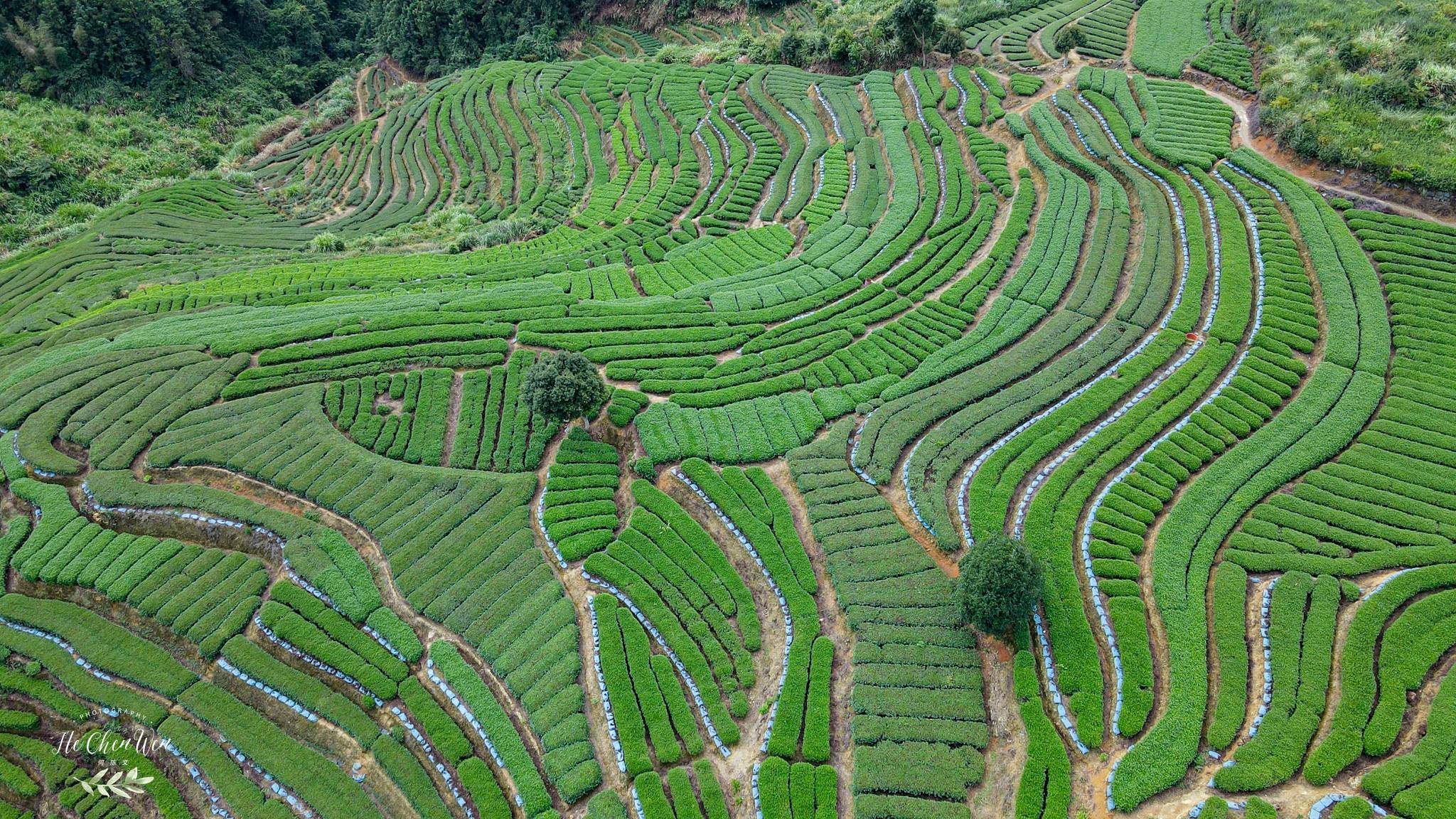 探访中国十大名茶铁观音,走进安溪云顶茶庄园,做个地道茶农