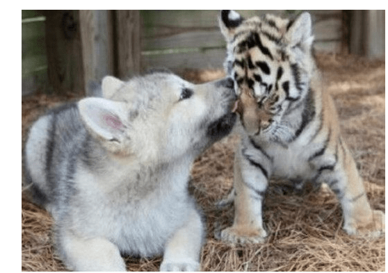 因为这只老虎老是卖萌，没有一点威严，原因竟然是一只二哈惹的祸！