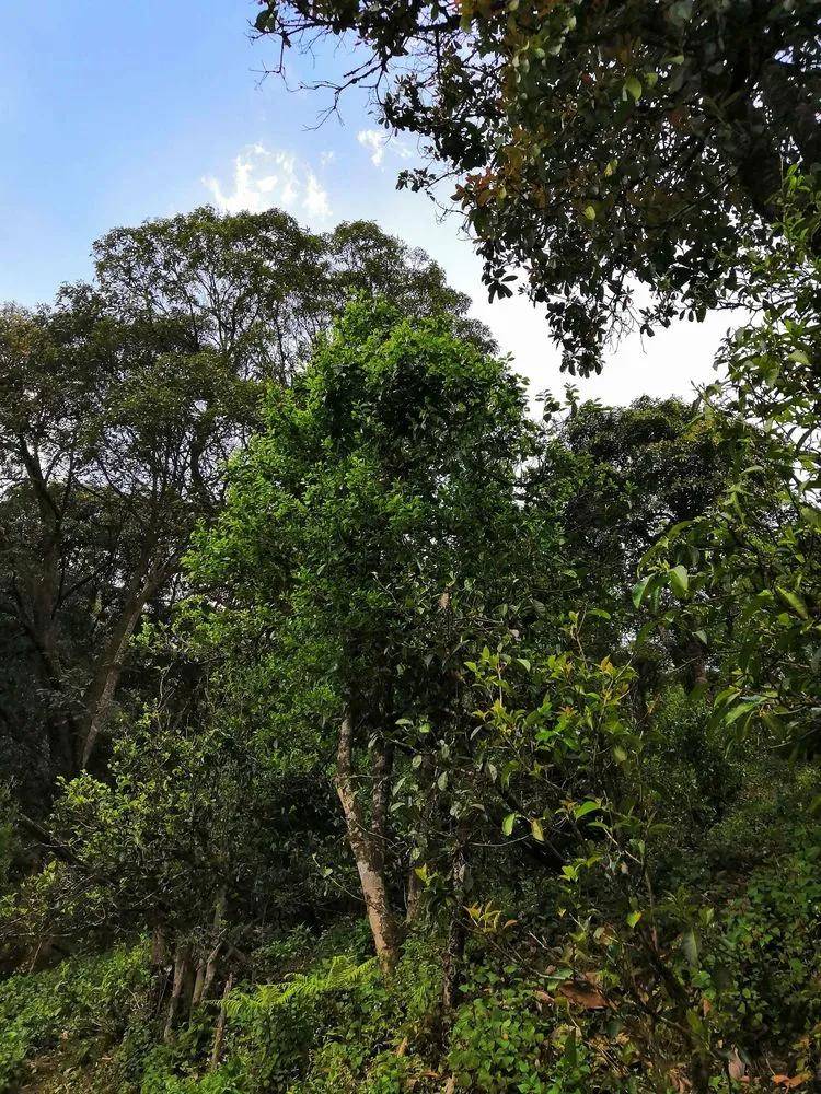 生态野生古树茶 野生古树红茶到底有多“野”？ - 知乎