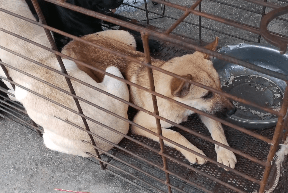 原創貴州懷孕狗狗上了狗肉車又進肉狗養殖場小夥我是救它還是害它