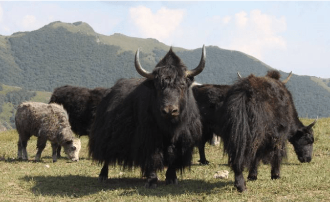 猫咪二哈作死挑衅牦牛,结果牦牛一头撞开了栅栏,接下来憋住别笑