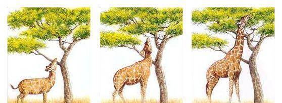 如果人类没事干就挥动双手假装飞,100万年后会不会进化出翅膀?_长颈鹿